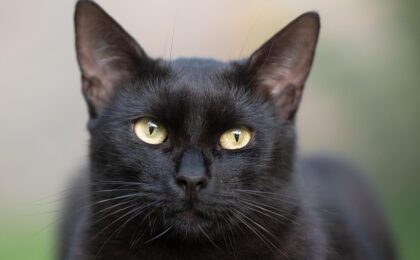 Aberglaube, schwarze Katze