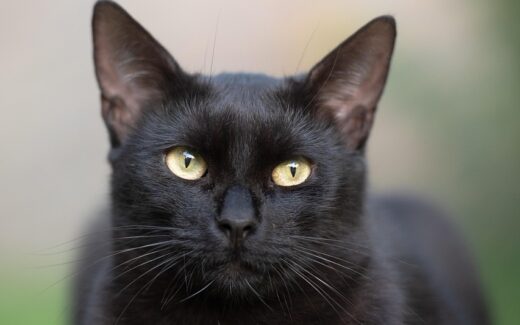 Aberglaube, schwarze Katze