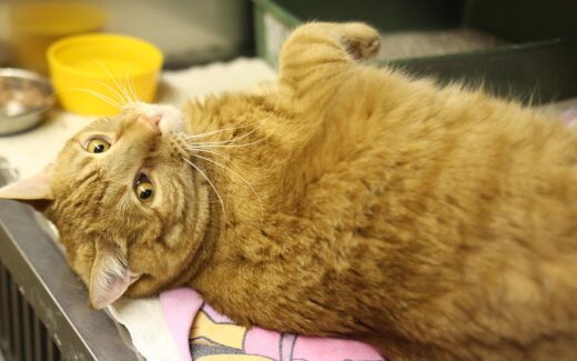 Symptome Katze