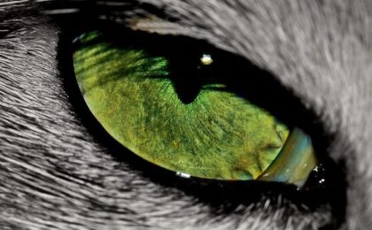 Sinnesorgane der Katze, Auge