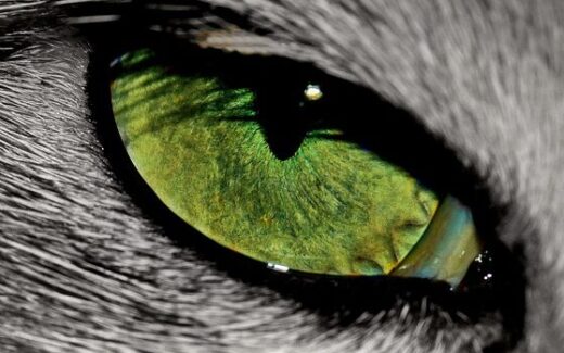 Sinnesorgane der Katze, Auge